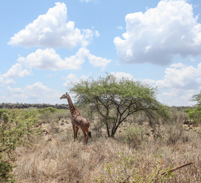 Giraffe Image - Ethical African Holidays