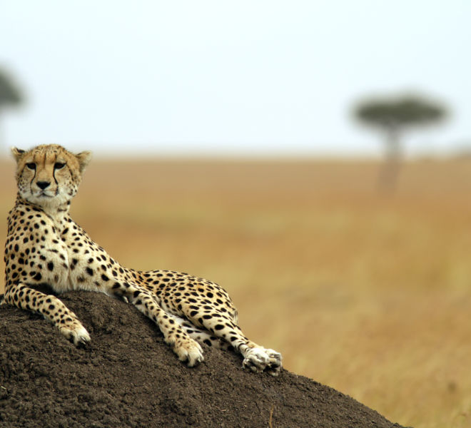 A relaxed Masai Mara cheetah lay on some soil