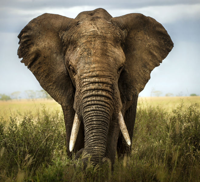 Elephant Image - Ethical African Holidays