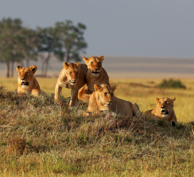 African lion family on watch on a knoll at sunset