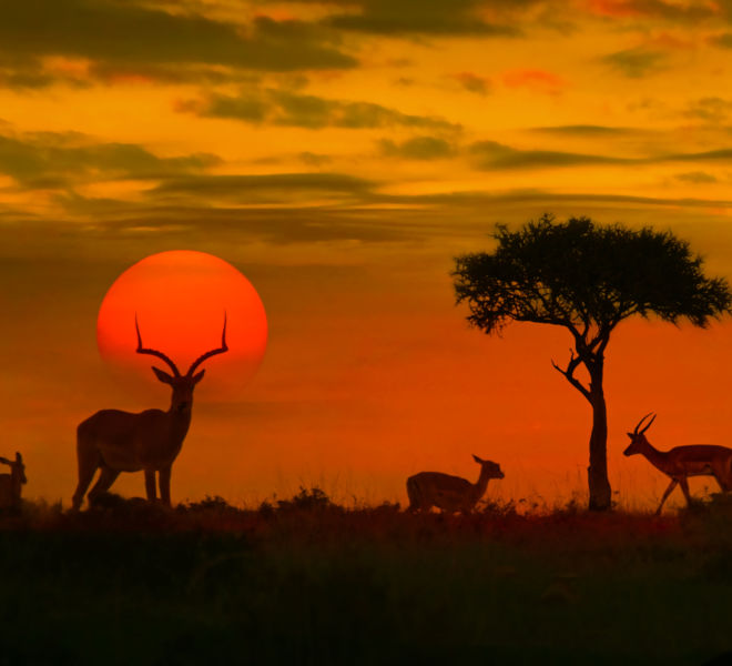 Antelope Image - Ethical African Holidays