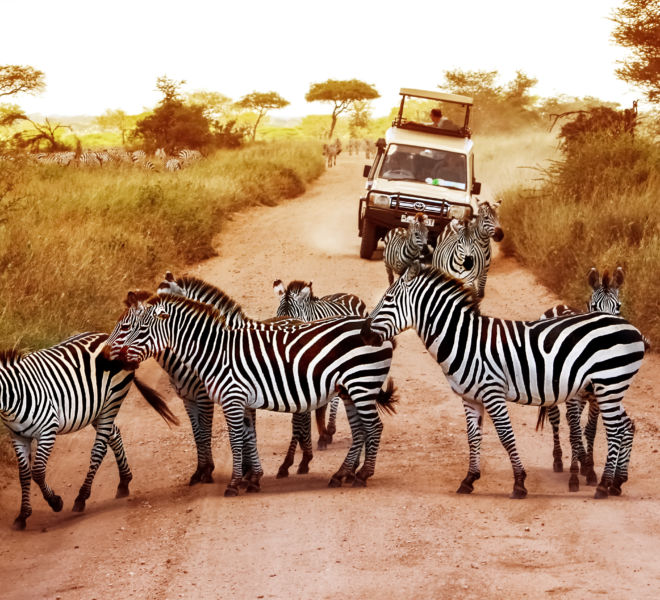 Africa, Tanzania, Serengeti - February 2016: Zebras on the road in Serengeti national park in front of the jeep with tourists.