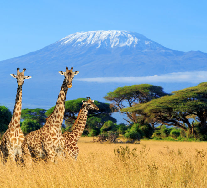 Three giraffe in National park of Kenya