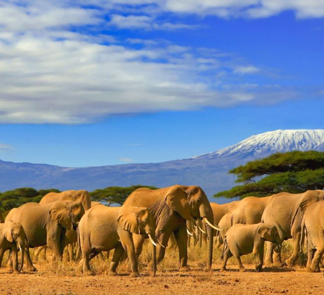 Kilimanjaro Tanzania African Elephants Safari Kenya