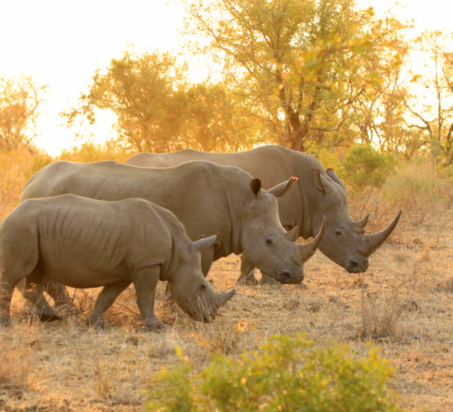 Rhino white family Kruger Africa wildlife savanna lowveld safari nature