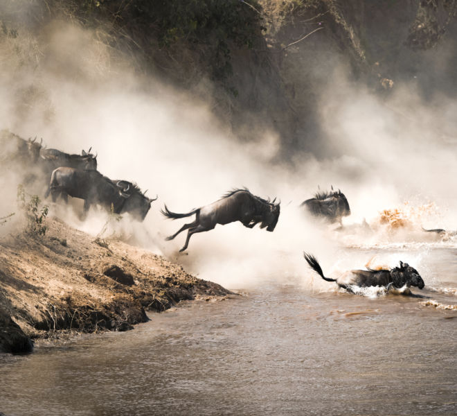 Wildebeest leap of faith into the Mara River